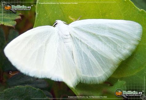 White Spring Moth