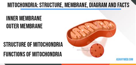 Mitochondria: Structure, Membrane, Diagram and Facts: - A Savvy Web