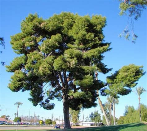 50 Aleppo Pine Tree Seeds Pinus halapensis