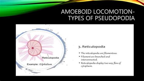 Locomotion In Protozoa Sj Ppt