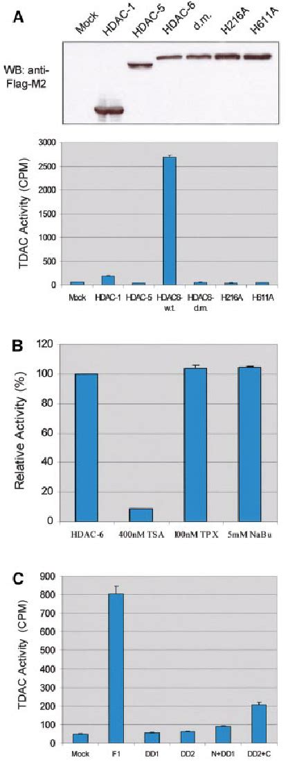 Tubulin Deacetylase Activity Is Specic To Hdac A T Cells