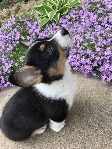 A Small Black And White Dog Sitting In Front Of Purple Flowers