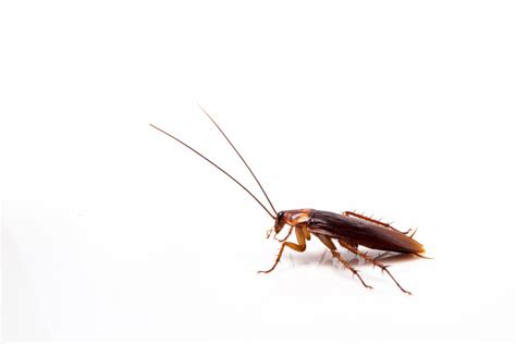 What You Ought to Know About American Cockroaches | AAI Pest Control