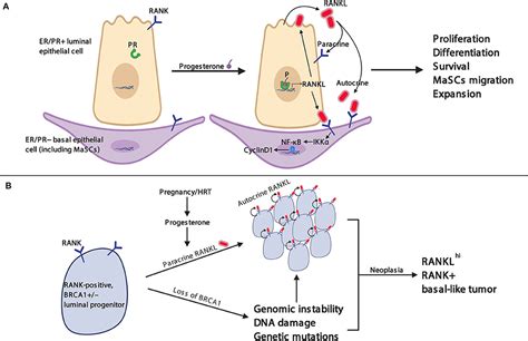 Frontiers Targeting The RANKL RANK OPG Axis For Cancer Therapy