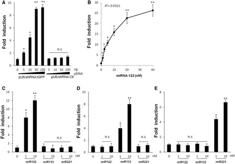 Luciferase Expression In Hek 293 Cells Transfected With Several Riles