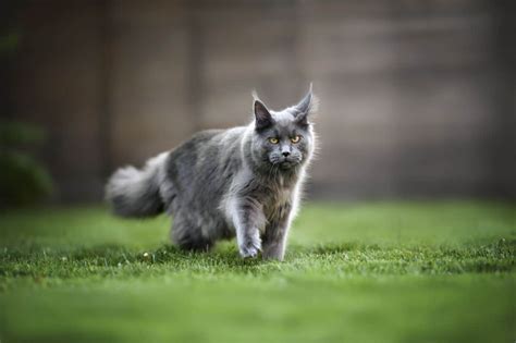 Afeitar A Un Maine Coon 11 Datos Importantes Que Debes Saber