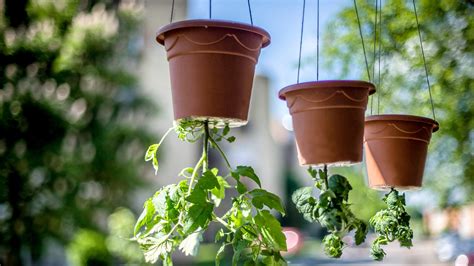 The Best Vegetables To Grow In Your Upside Down Garden