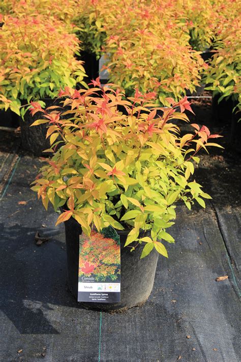 Spiraea X Bumalda Goldflame J C Bakker Sons Ltd