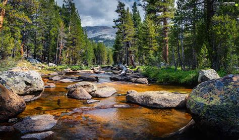 Forest River Viewes Mountains Trees Stones For Phone Wallpapers