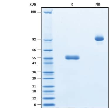 Recombinant Cynomolgus Monkey PVRIG Fc Chimera Protein CF 10718 PV