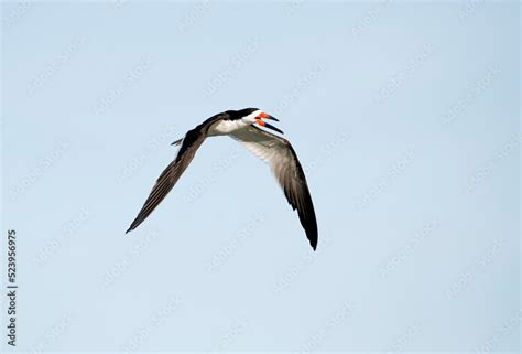 Black skimmer with asymmetrical beak open in flight showing off the ...