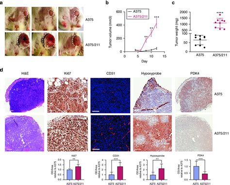 MiR 211 Promotes Melanoma Tumor Growth In Vivo A Photographs Of