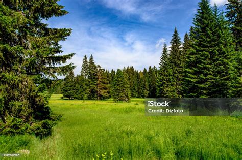 Hutan Hijau Dan Padang Rumput Di Taman Nasional Durmitor Pusat Warisan