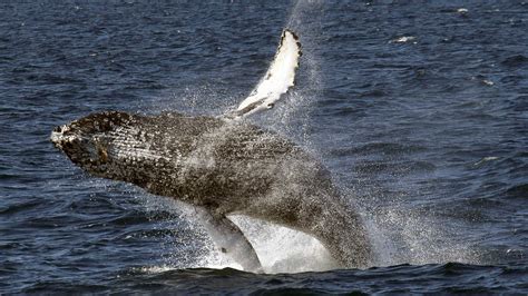 Most Humpback Whales Taken Off Endangered Species List The Two Way Npr