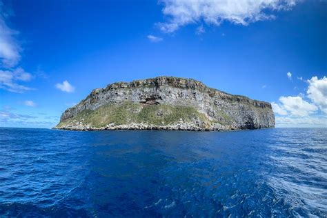 Whale Sharks in the Galapagos Islands: A Guide for Divers