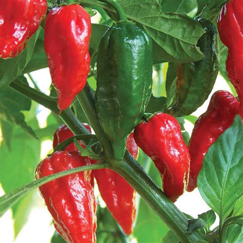 Bhut Jolokia Pepper Hot Pepper Seeds Totally Tomatoes