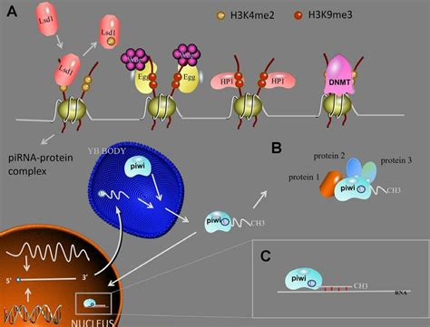 Pirna Function A Transposon Silencing At Tgs Level Lsd Removes