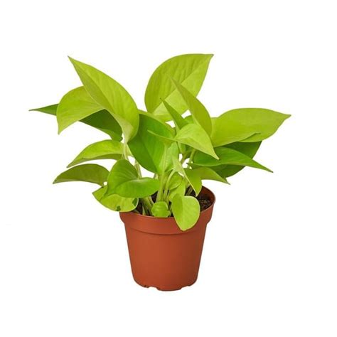 Pothos Neon In 6 Pot Live Plant For Indoor 12 22 Inch Tall