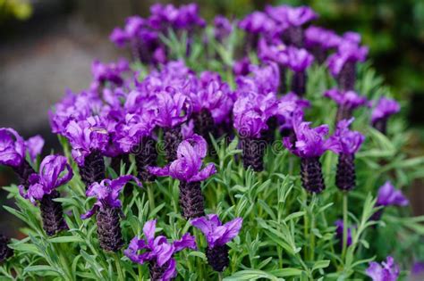 Lavender Lavendula Augustifolia Stock Image Image Of Colorful