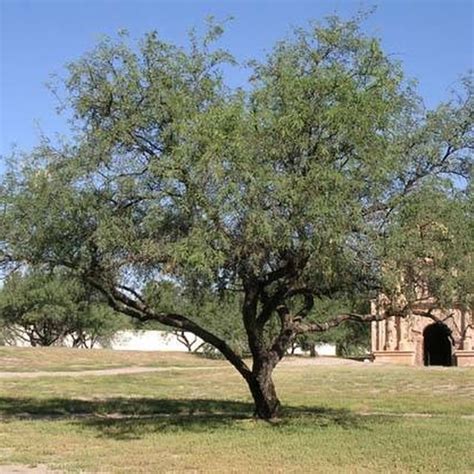 Top 10 Plants In The Sahara Desert Sciencing