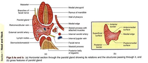 Bd Chaurasias Human Anatomy Volume Head Neck And Bra Flickr