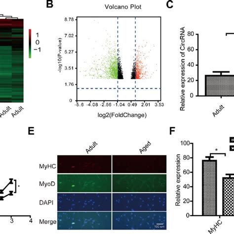 Characterization Of Circular Rna Circrna Expression Profiles In Adult