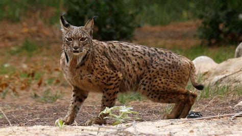 WWF celebra el aumento de la población lincera