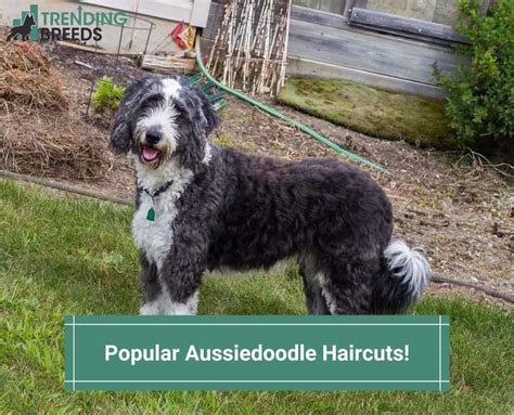 Aussie Doodle Haircuts | lupon.gov.ph