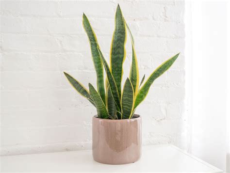 Snake Plant Care Growing Guide