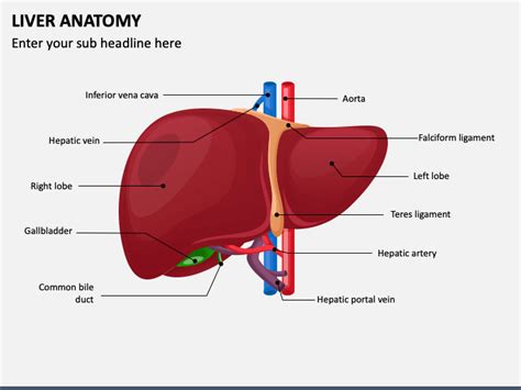 Liver Anatomy PowerPoint and Google Slides Template - PPT Slides