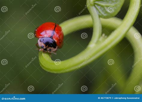 A red ladybug on leaf stock image. Image of insect, background - 46773879