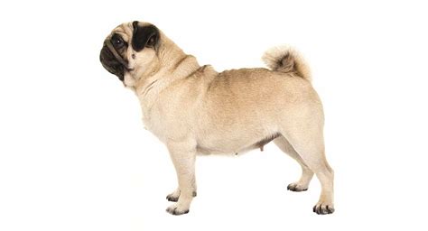 Female Pug How To Keep Your Little Girl Happy And Healthy