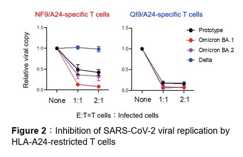 The SARS CoV 2 Omicron BA 1 Spike G446S Mutation Potentiates Antiviral