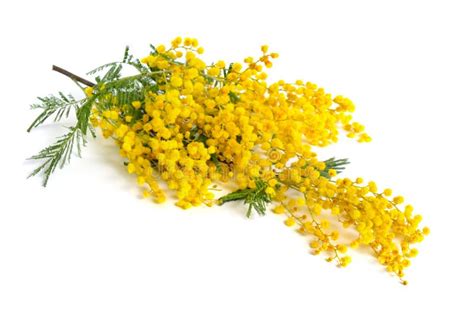 Acacia Dealbata Known As Silver Wattle Blue Wattle Or Mimosa Stock