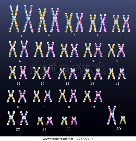 Normal Human Karyotype Stock Vector Royalty Free 1296777721