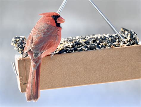 Marnocha Funeral Home - Margaret Mary “Maggie” Gajewski, 95, Pulaski