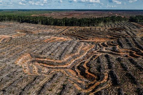 Deforestation is slowing, but palm oil still major driver