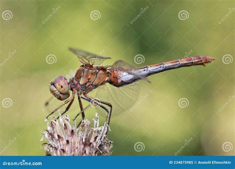 A Dragonfly Sits On A Stalk Of Flowering Grass Stock Image Image Of