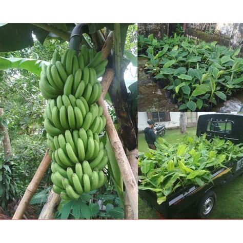 Jual Bibit Pisang Hibrida Cavendish Filipina Shopee Indonesia