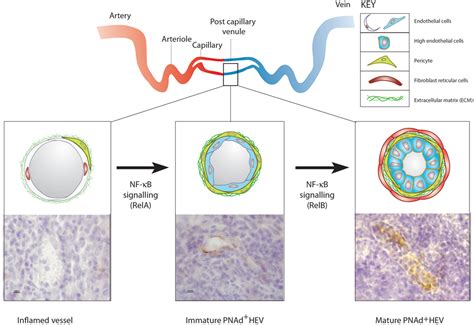 Frontiers High Endothelial Venules And Other Blood Vessels Critical