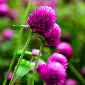 Gomfrena Violet 0 15 G Seminte Planta Ornamentala Anuala Gomphrena