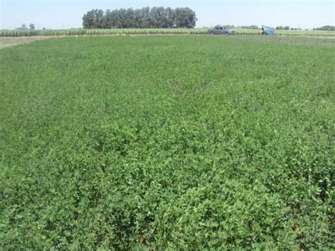 CÁRITAS SEMBRARÁ 12 MIL HAS DE ALFALFA DORMANTE ESTE AÑO