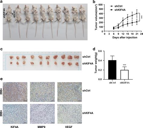 Kif4a Facilitates The Tumor Formation Of Rcc Cells In Vivo A Balb C Download Scientific