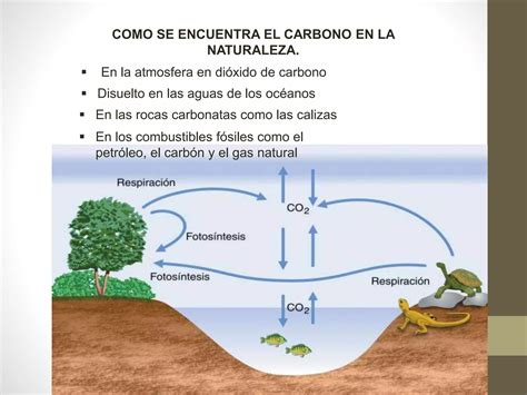 Ciclo Del Carbono PPT