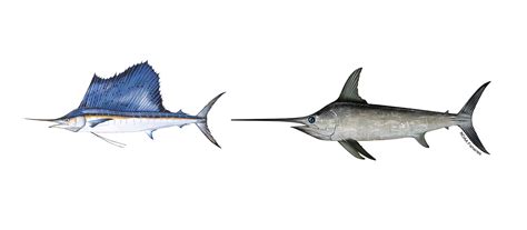 Sailfish Vs Swordfish Outdoor Life