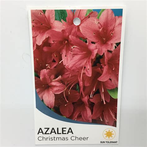 Azalea Christmas Cheer 125mm Pot Formosa Gardens Nursery Ballarat