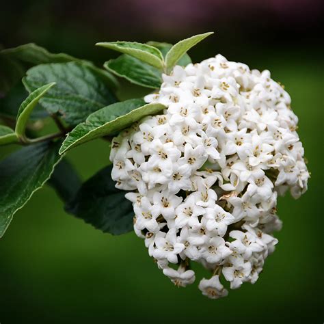 Korean Spice Viburnum For Sale Online The Tree Center