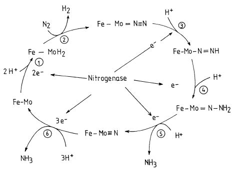 Biological Nitrogen Fixation Reaction Sequence Of Reduction Of N