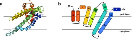 Structural Research Of Sulfate Uptake Transporters Permeases Creative