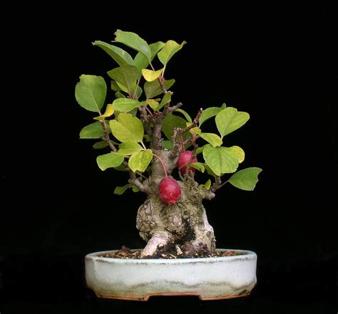 Apple Bonsai Tree Care Guide (Clusia rosea) - Bonsai Tree Gardener